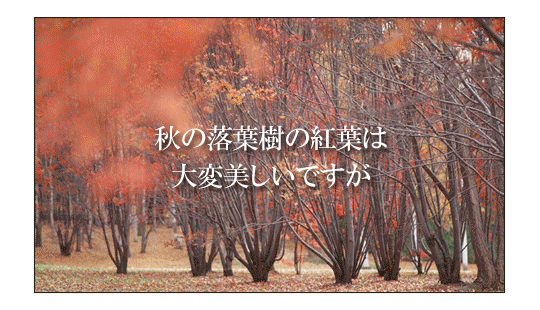 開発から現在まで